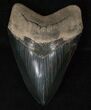 Glossy, Black, Serrated Megalodon Tooth #16195-1